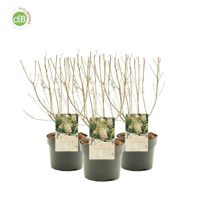 <h4>Clethra aln. 'Hummingbird'</h4>