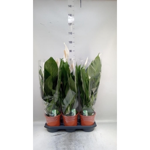 Spathiphyllum  'Bingo Cupido'