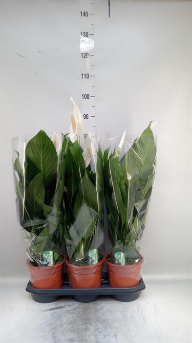 <h4>Spathiphyllum  'Bingo Cupido'</h4>