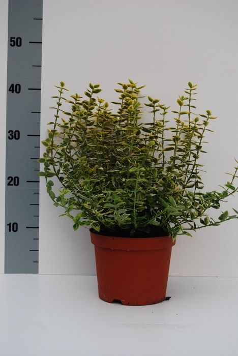 <h4>Euonymus Emerald Gold</h4>