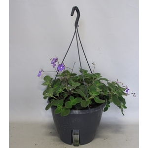 Hangpotten 27 waterreservoir Streptocarpus