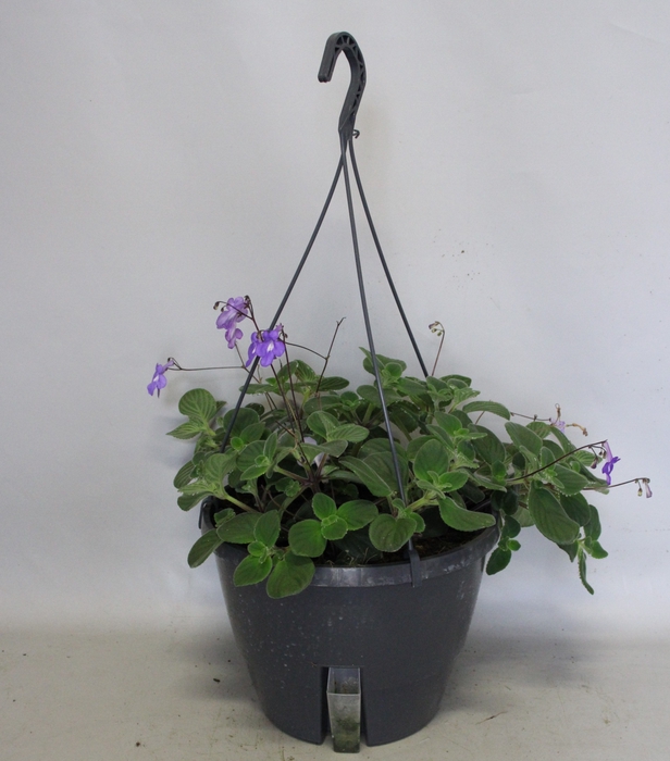 <h4>Hangpotten 27 waterreservoir Streptocarpus</h4>