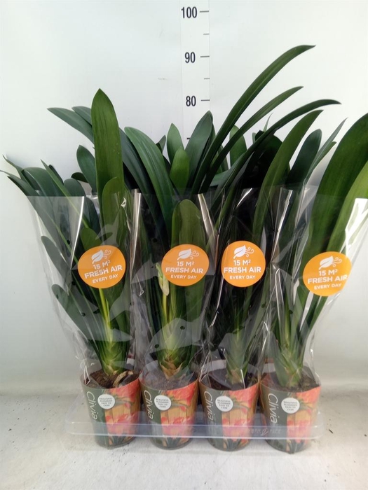 <h4>Clivia miniata</h4>
