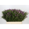 Aster Casarosa