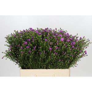 Aster Casarosa