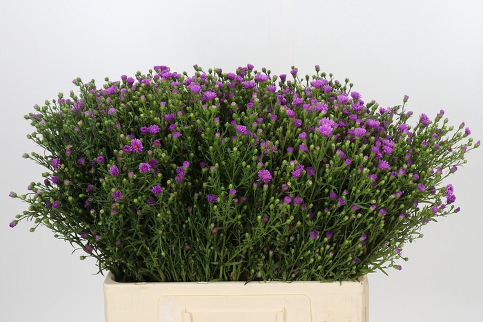 <h4>Aster Casarosa</h4>