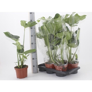Monstera Deliciosa