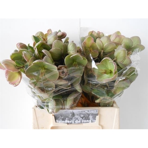 HELL FRK BAYLIS BLUS