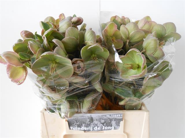 <h4>HELL FRK BAYLIS BLUS</h4>