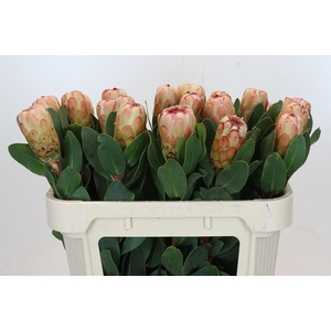 PROTEA GRANDICOLOR