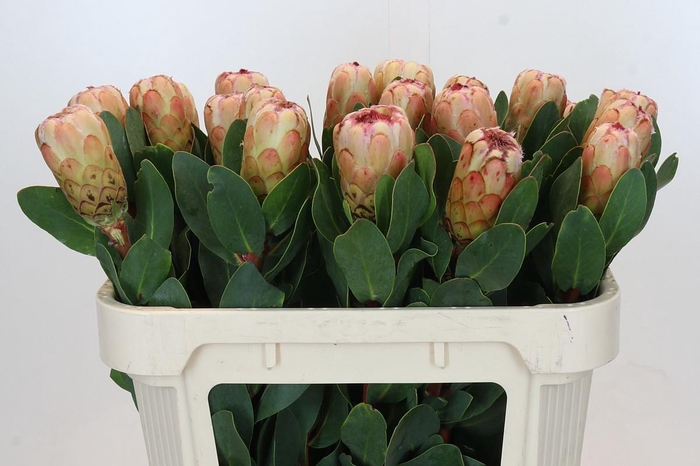 <h4>PROTEA GRANDICOLOR</h4>