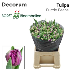 TU DU Purple Pearl
