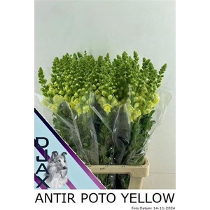 Antir Poto Yellow