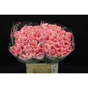 RANUNCULUS CLONI X NEBBIA