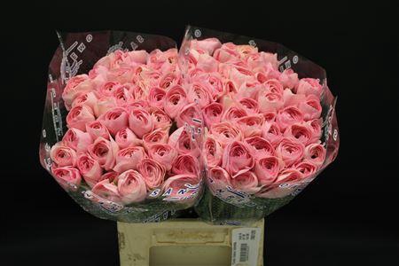 <h4>RANUNCULUS CLONI X NEBBIA</h4>