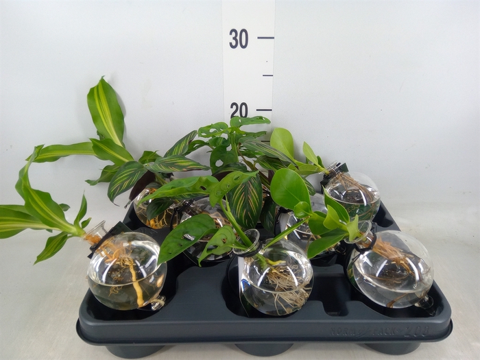 <h4>Planten  ..mix</h4>