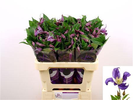 <h4>Clematis Blue Pirouette 60cm</h4>