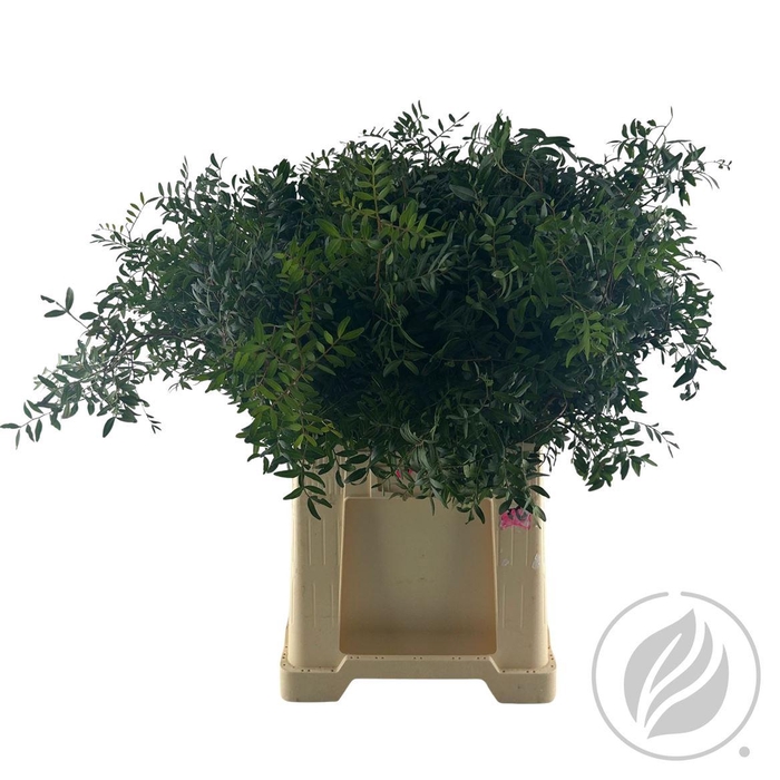 <h4>Pistache 60cm Extra</h4>