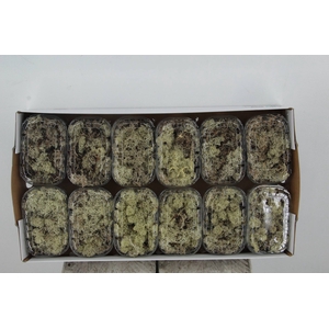 Moss Icelandic Natural Box