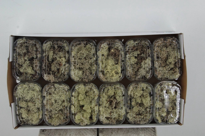 <h4>Moss Icelandic Natural Box</h4>
