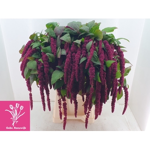 AMAR CA RED CORD