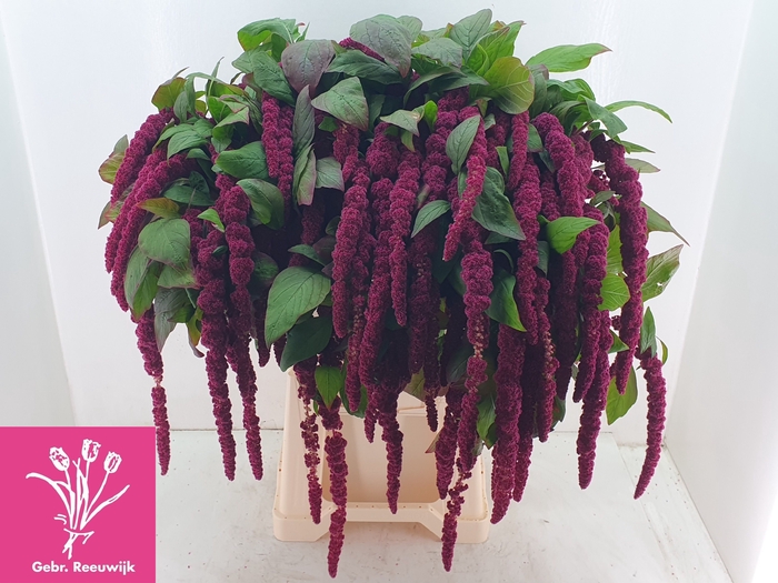 <h4>AMAR CA RED CORD</h4>
