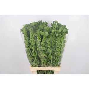 Moluccella Stuk