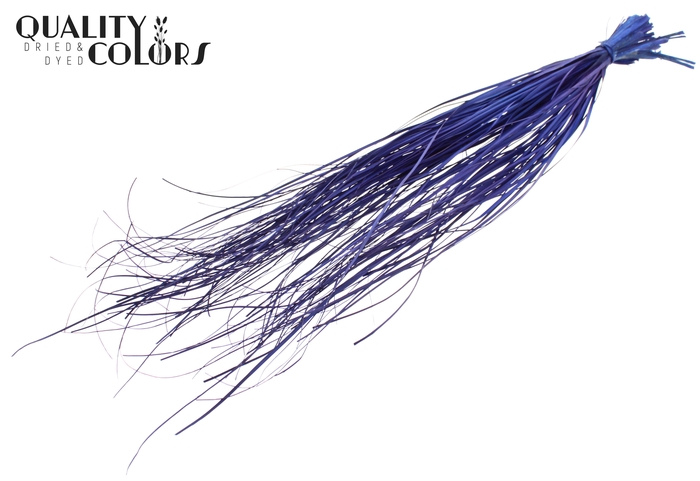 Beargrass dried per bunch Dark Blue