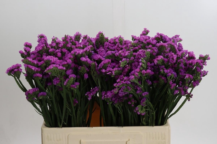 <h4>Limonium sinuatum Rosella Sun Birds</h4>
