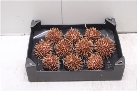 <h4>F-stekel Wax Koper</h4>