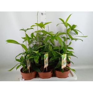 Dracaena surculosa