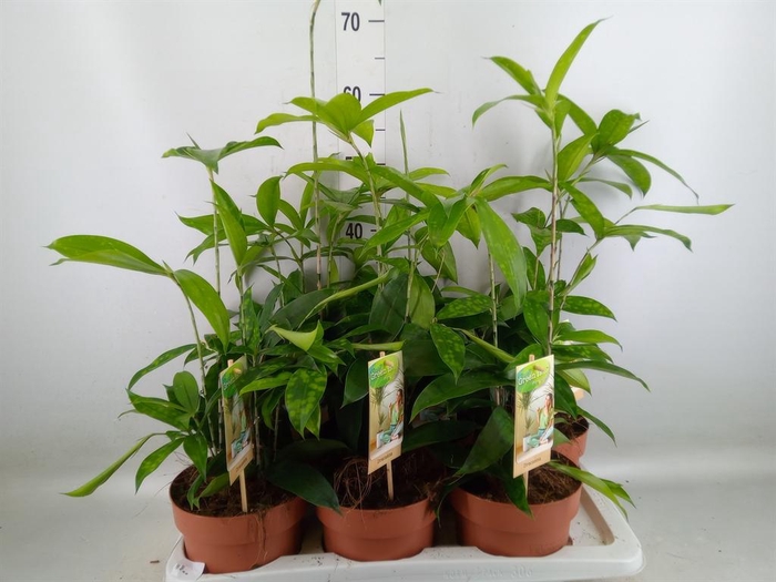 <h4>Dracaena surculosa</h4>