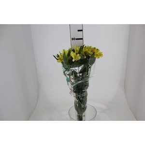 ALSTROEMERIA CARIBBEAN 080 CM