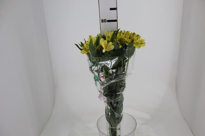ALSTROEMERIA CARIBBEAN 080 CM