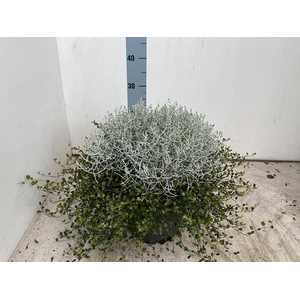 LEUCOPH BROWNII