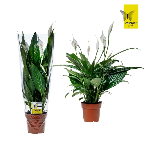 <h4>Spathiphyllum 13 cm Sweet Benito - blanco hoes + steker</h4>