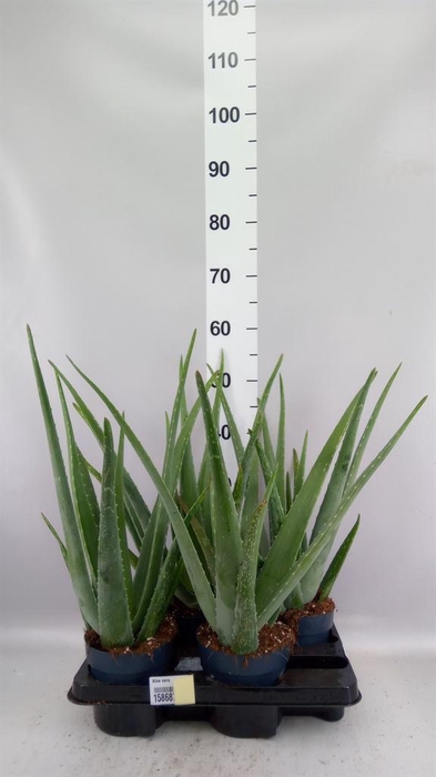 <h4>Aloe vera</h4>