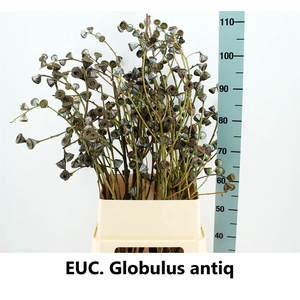 Euca Globulus P Stem
