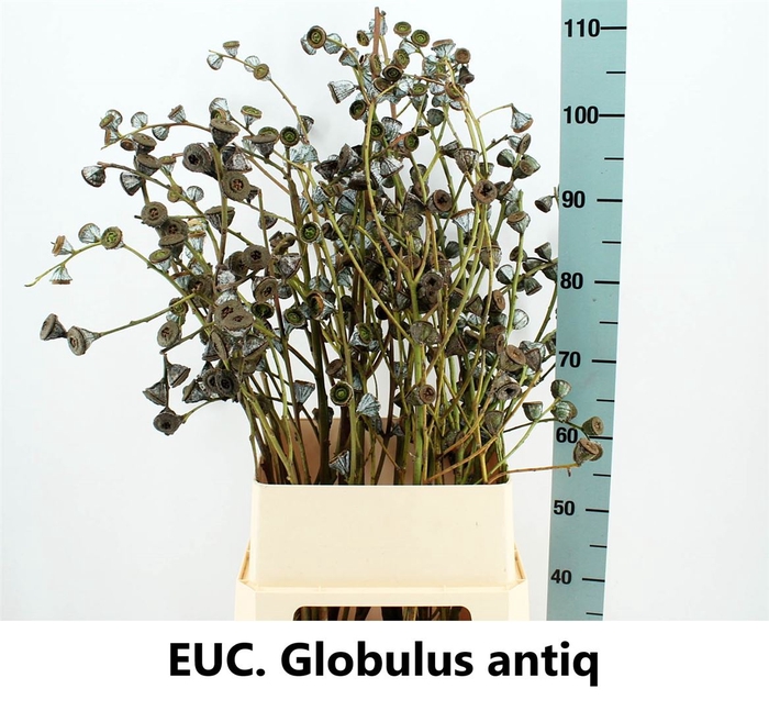 <h4>Euca Globulus P Stem</h4>