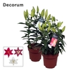 Lilium Oriental Grp gemengd