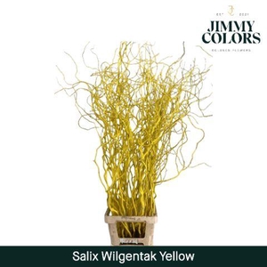 Salix Golden Curls Yellow