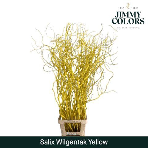 <h4>Salix Golden Curls Yellow</h4>