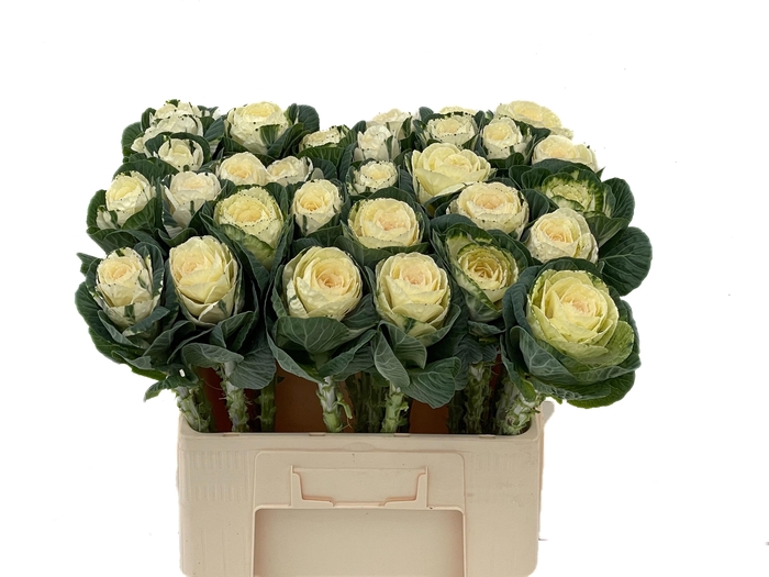 <h4>BRASS WHITE CRANE</h4>