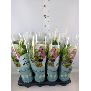 Spathiphyllum  'Strauss'