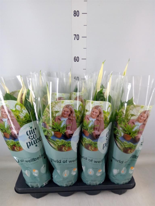 <h4>Spathiphyllum  'Strauss'</h4>