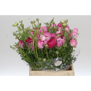 Ranunculus Clooney Lollipop Extra