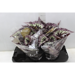 BEGONIA REX FIREWORK P15