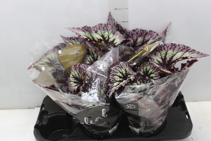 <h4>BEGONIA REX FIREWORK P15</h4>