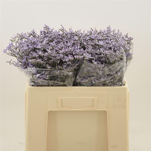 Limonium Safora Lilac