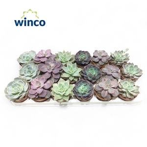 Echeveria Love Mix (6 Spc.)